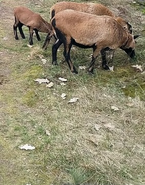 2 owce kameruńskie zakocone