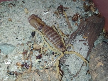 Skorpion Parabuthus Raudus 'Namibia' 