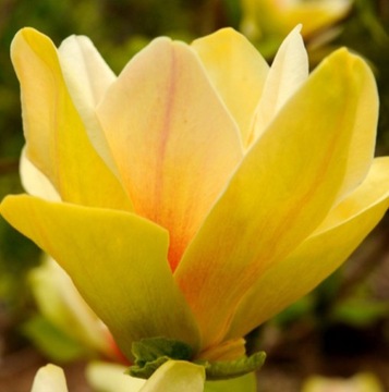 Magnolia - YELLOW RIVER - żółte kwiaty 2,5-3m