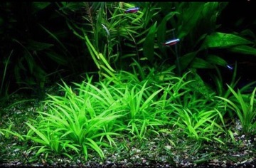 Echinodorus tenellus najłatwiejszy trawnik bez co2