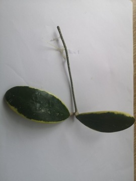 Hoya Parasitica variegata ukorzeniona