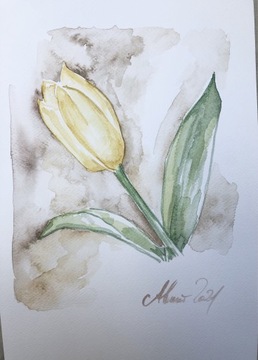 „ Tulipan” piękna akwarela