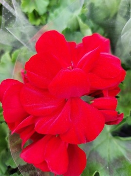 Pelargonia caliope - czerwona, Dark Red