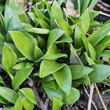 Czosnek niedźwiedzi – kępa / Allium ursinum