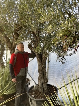 Drzewo oliwne olea europaea 