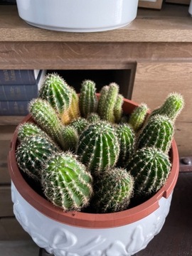 Duży Kaktus