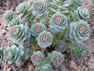 Różeniec Rhodiola rosea 