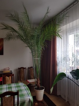 Palma daktylowa ok. 3m
