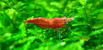 Krewetki Red Cherry neocaridina 