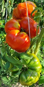 Pomidor Milionaire nasiona kolekcjonerskie