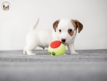 Jack Russell Terrier ZKwP FCI suczka włos gładki