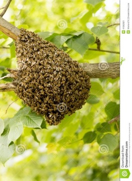 Usuwanie roju pszczelego, rój pszczół, pszczoły