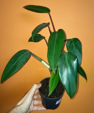 Kolekcjonerski Philodendron New Red nr 1 sadzonka