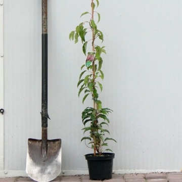 Actinidia arguta (mini kiwi) sadzonki C2 + bambus