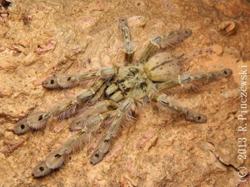 Stromatopelma calceatum 2dc samica