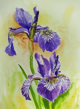 Obraz, Akwarela - Botanika, Iris sybirica,   A5.