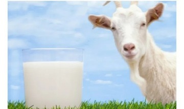 Mleko od kóz Karpackich-jak od krowy !