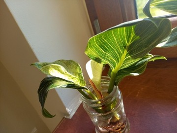 Filodendron philodendron birkin