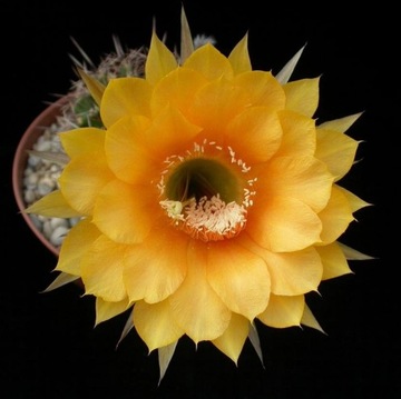 Echinopsis hybryd B. Schick  IMPULSE