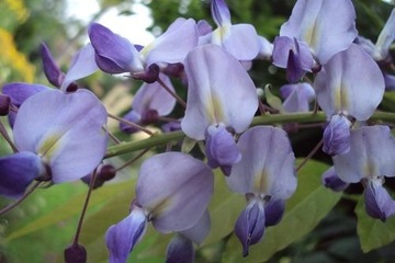 Wisterja, Glicynia