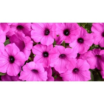 Supertunia Jazzberry