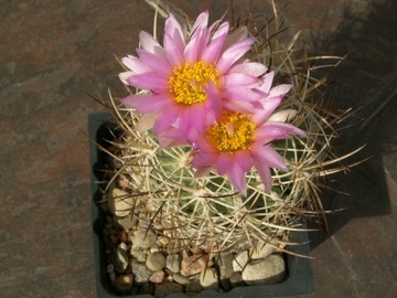 Sclerocactus wetlandicus SB 1873 - 10 nasion