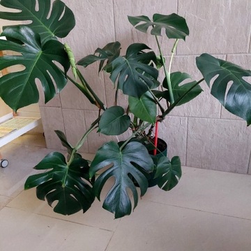 Duża i piękna monstera dziurawa 