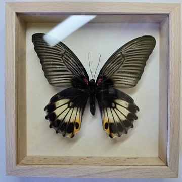 Motyl w gablotce Papilio Memnon Memnon