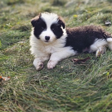 Border Collie Suczki czarno białe Rodowód FCI ! ! 