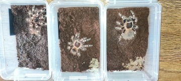 Acanthoscurria geniculata - duże samice ok 5 dc