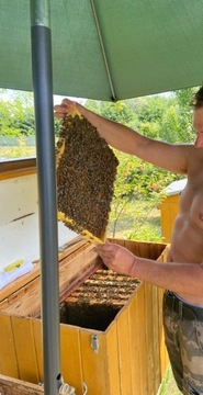 Odkłady pszczele warszawskie poszerzane