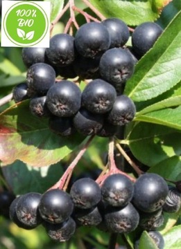 Aronia na soki 100% ekologiczna