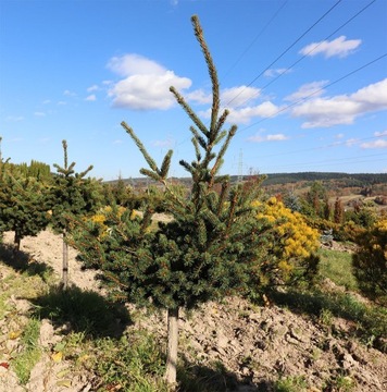 Świerk „LUCKY STRIKE”, Picea pungens 140 cm+