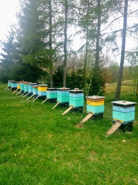 Pszczoły z ulami lub bez, pasieka do sprzedania.
