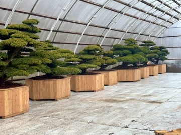 Bonsai z Japonii Pinus parviflora