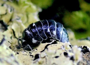 Armadillidium corcyraeum 10 szt isopody prosionki