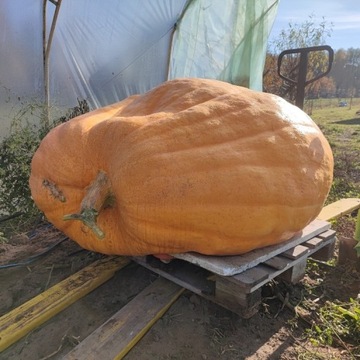 Nasiona Dynia olbrzymia gigant Atlantic g.  407 kg