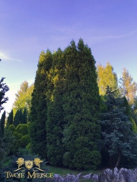 Wysoka TUJA THUJA Columna Duże Wysokie drzewa 8m