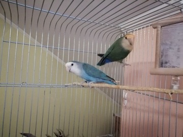 Papugi nierozłączki samiec i samica