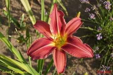 Hemerocallis / Liliowiec: Sabat Czarownic