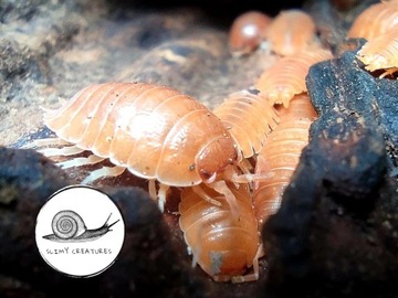 Porcellio laevis orange 100 szt prosionki karmówka