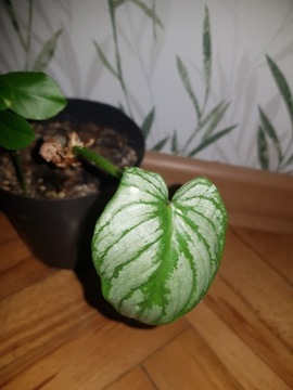 Philodendron filodendron mamei