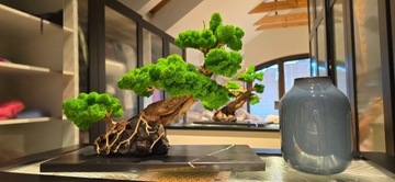 Drzewko bonsai z chrobotka