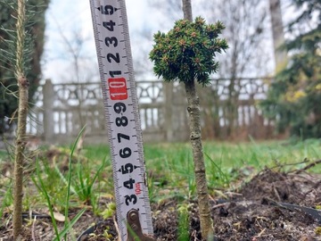 Iglaki miniatury Picea abies 'Svens WB' świerk 