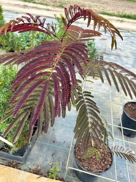 Albicja SUMMER CHOCOLATE (Albizia)