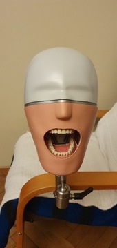 Fantom stomatologiczny - Głowa PK 2 PT
