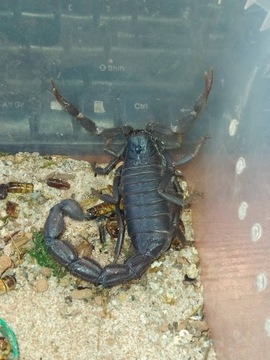 Skorpion Parabuthus Villosus (black morph)2