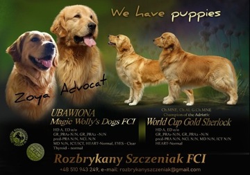 Golden Retriever linia amerykańska ZKwP FCI