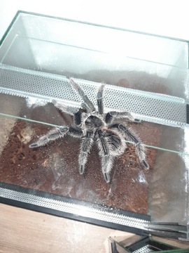 Lasiodora Parahybana SAMIEC