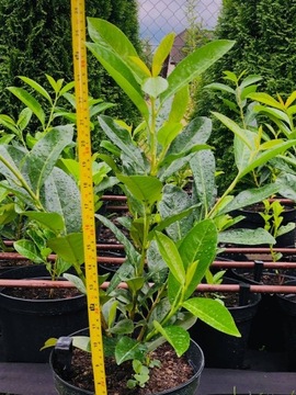 Laurowiśnia wschodnia ROTUNDIFOLIA DONICZKA 5 litr